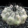 Copiapoa_lembkei_1